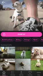 PopKey GIF page with a Share GIF button, hashtags and related GIFs